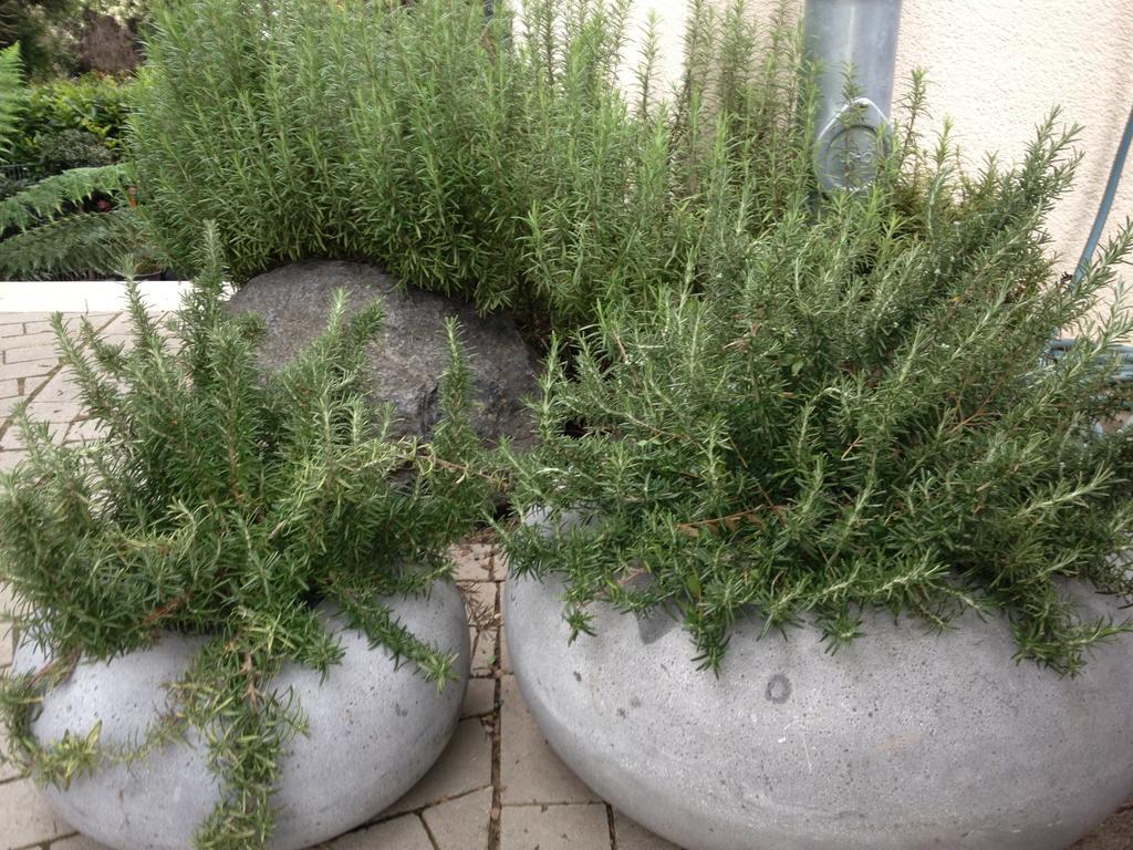 Webergarten Oestrich-Winkel Zimmer foto